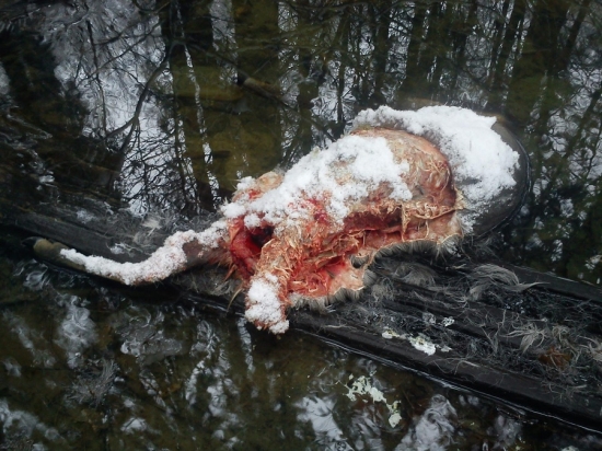 Toulaví psi můžou za tuhle srnu.