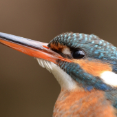 Ledňáččí portrét