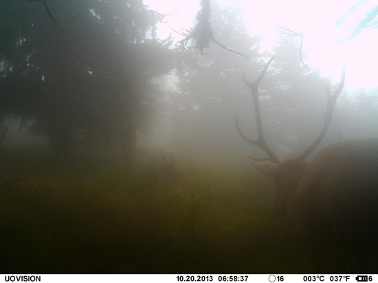 Fantom mlhy pro Limbičku ;-)