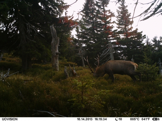 Jesenický korunáč