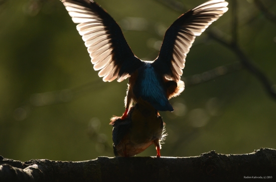 Ledňáččí láska...