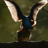 Ledňáččí láska...
