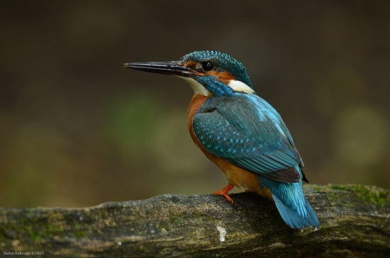 Alcedo...