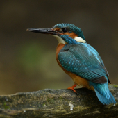 Alcedo...