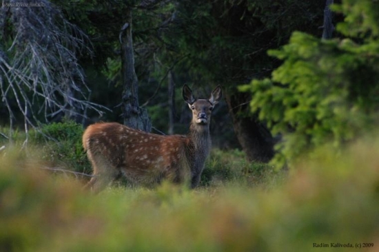 Bambi 2 :)