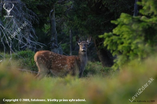 Bambi 2 :)