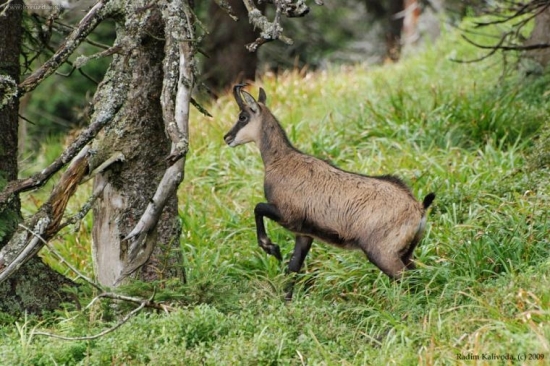Kamzík jesenický I.