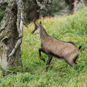 Kamzík jesenický I.