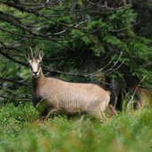 Kamzík jesenický II.