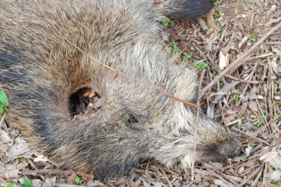 To jsou ty rány na hlavu.
