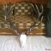 Jelen šestnácterák