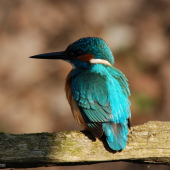 Vzpomínka na moji ledňáččí samičku