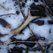 Mým zrakům neušel :-)