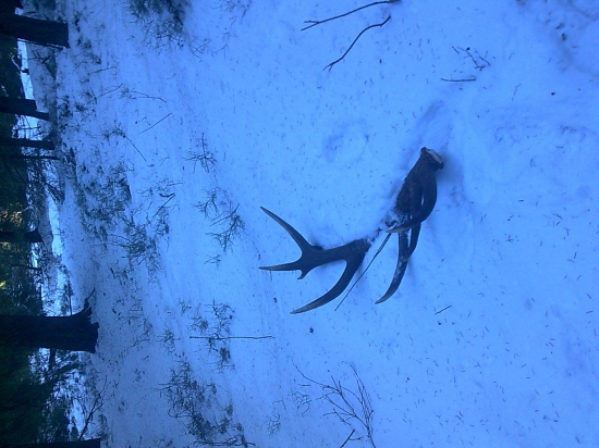 ľadový šesťnástorák