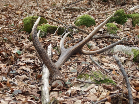 ked sa vraciaš domov