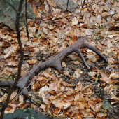odlomeny