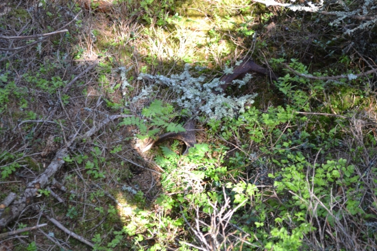 štrnásťtorák v obrovským borovňaku
