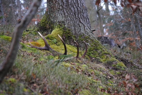 v sobotu sa splníl sen