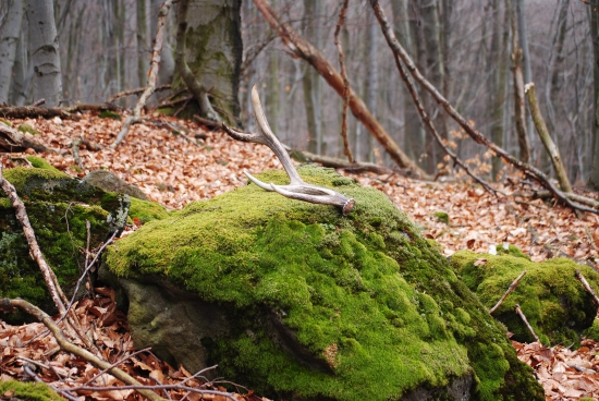 prvý z nádherného hrebeňa