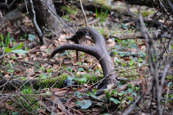 poležal si a dočkal sa