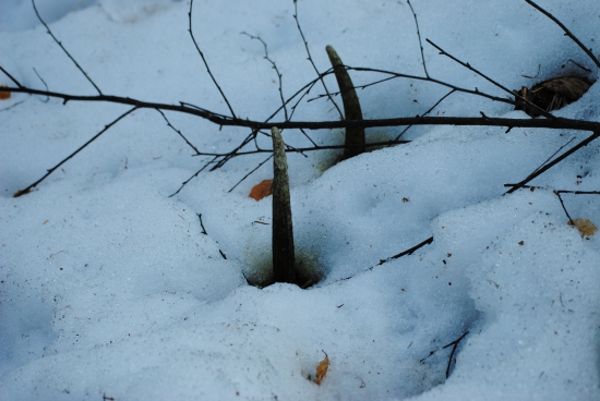 že by medvedí cesnak