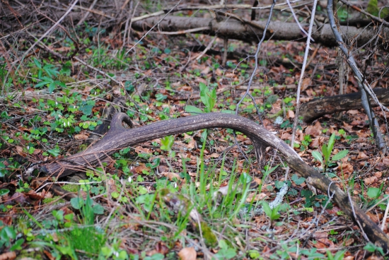 dobrý a rok odležaný