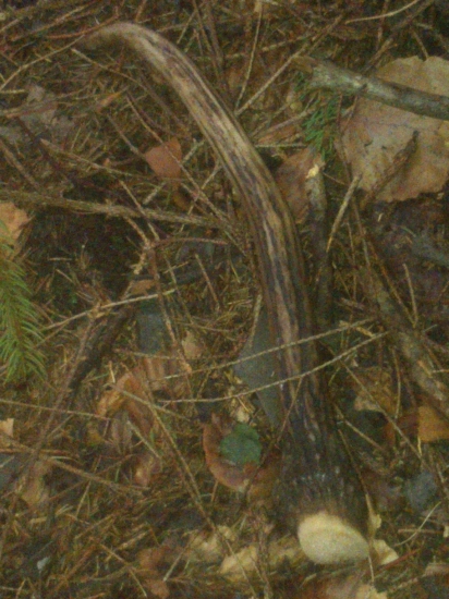 potešil viac,ako trojkilový