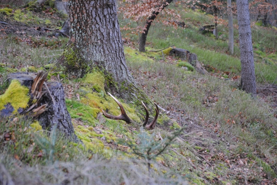 prvý pohlad toho roku stal za to
