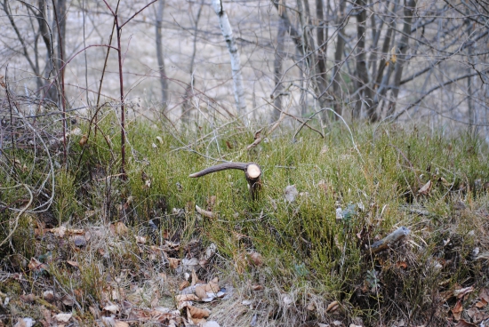 nedal sa prehliadnuť