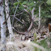 ked srdiečko dostane zabrať