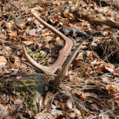 2 z piatka