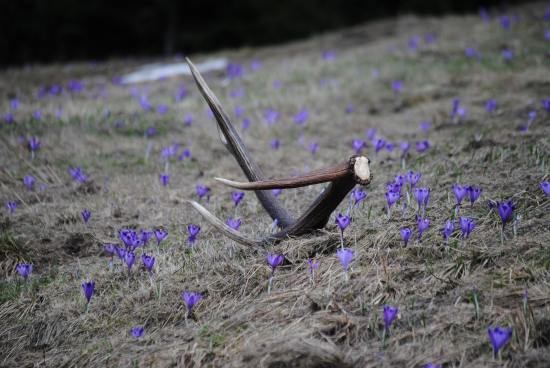 další po ktorom sa v jeseni zľahne zem