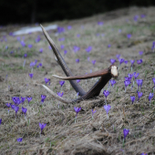 další po ktorom sa v jeseni zľahne zem