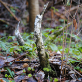 Od Kuvajtu napadnutia