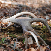 dá sa aj teraz