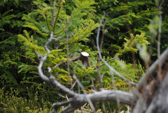 aj jedle niekedy roskvitnú