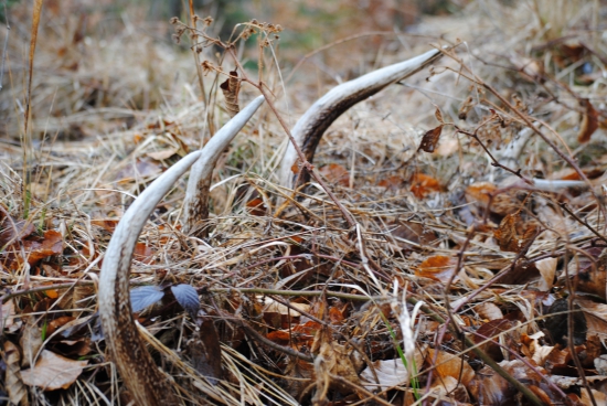 koľko tak skončili toho roku ,aby na rok šokovalí