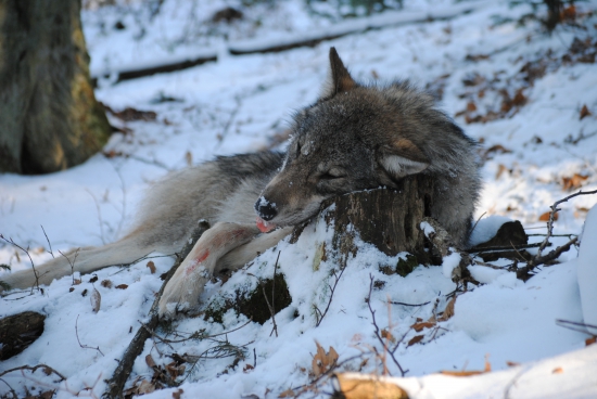 prichádza čas lovu ,minuloročný zážitok