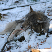 prichádza čas lovu ,minuloročný zážitok