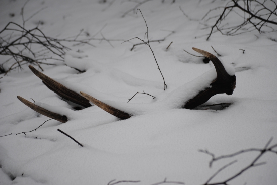 na južných svahoch