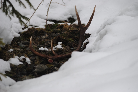 februárová vanička