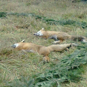 Dva výstrely - dva úlovky