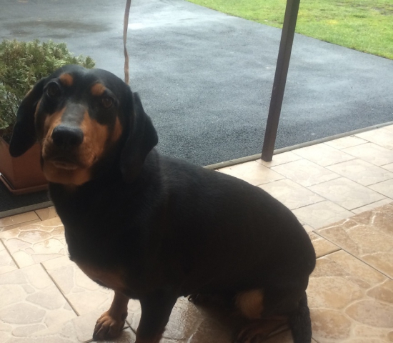 Moja verná spoločníčka  Alma