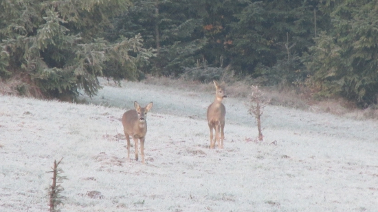 mraz