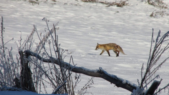 Fox