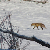 Fox