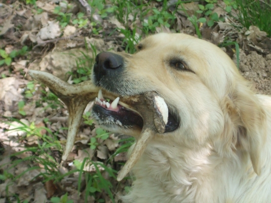 pomocnicka priniesla zlomeny danielci zhod