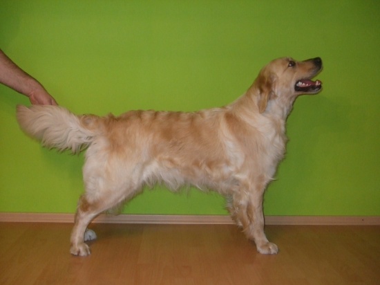 Cherryl pred vystavou