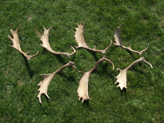 výsledok dnešnej rodinnej prechádzky