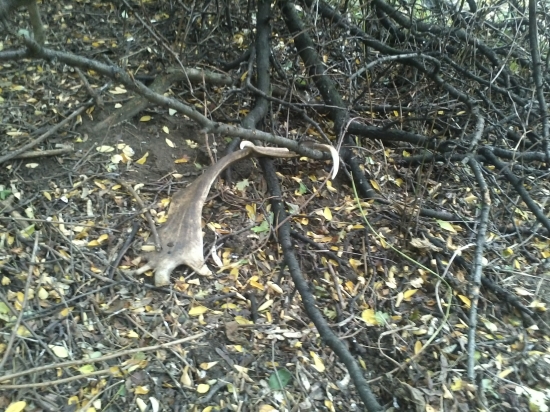 nájdený pri zberaní sliviek